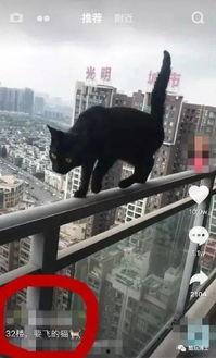 成人抖猫视频,抖动萌态引网友爆笑