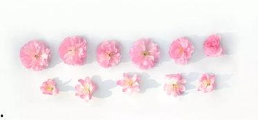草莓视频成人樱花,探寻浪漫与禁忌的交织